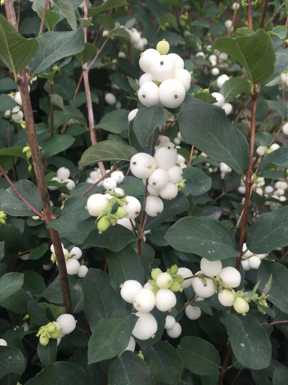 Симфорикарпус снежноягодник. Снежноягодник Доренбоза. Снежноягодник White Hedge. Снежноягодник (Symphoricarpos). Снежноягодник белый описание растения