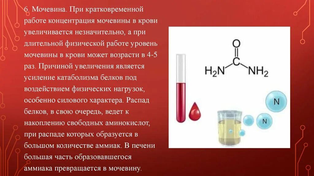 Мочевина в крови. Повышение концентрации мочевины в крови. Причины повышения мочевины. Повышение уровня мочевины крови причины. Мочевина пониженная причины