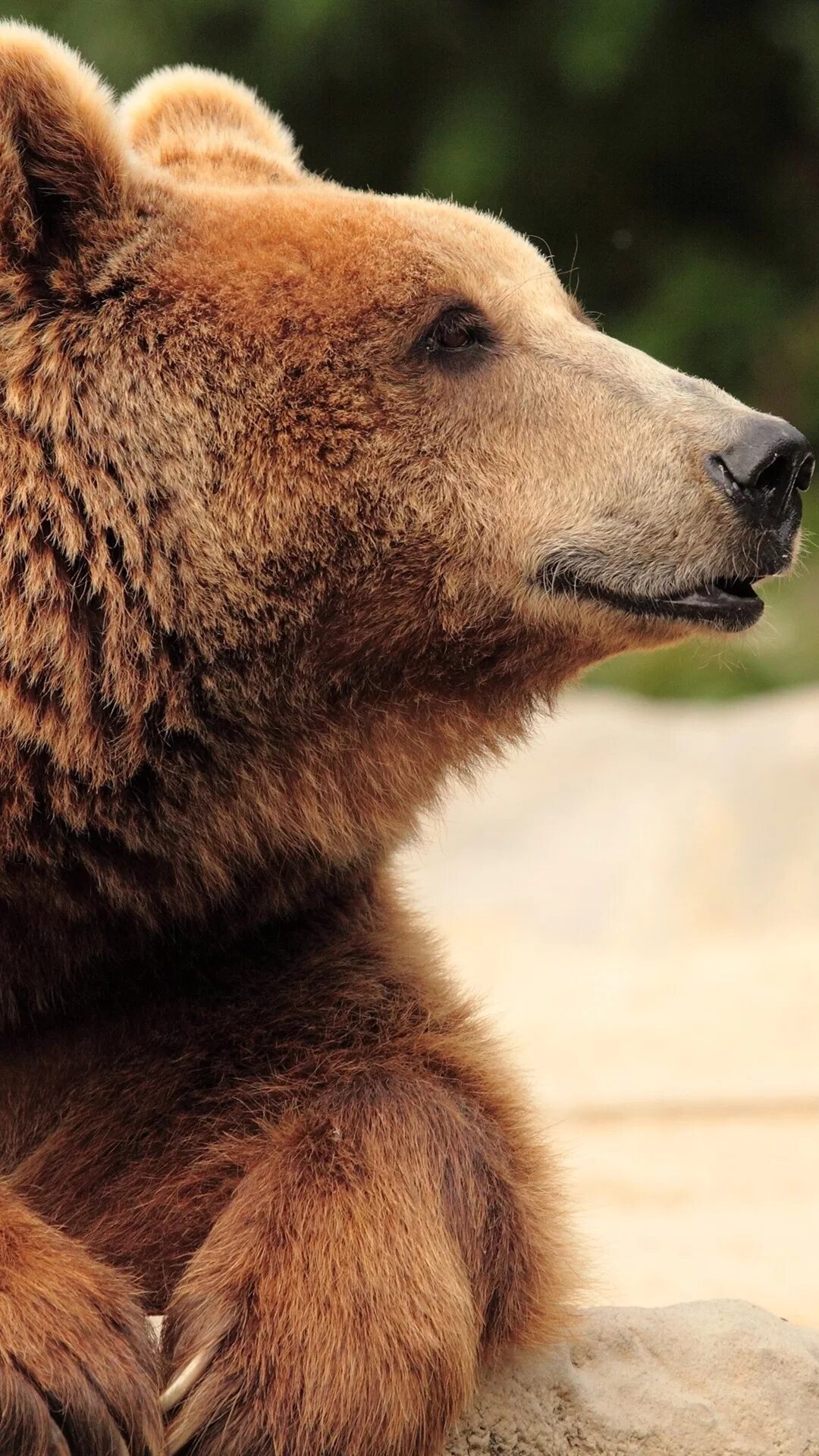 Голова бурого медведя. Бурый медведь. Бурый медведь морда. Морда медвежонка.