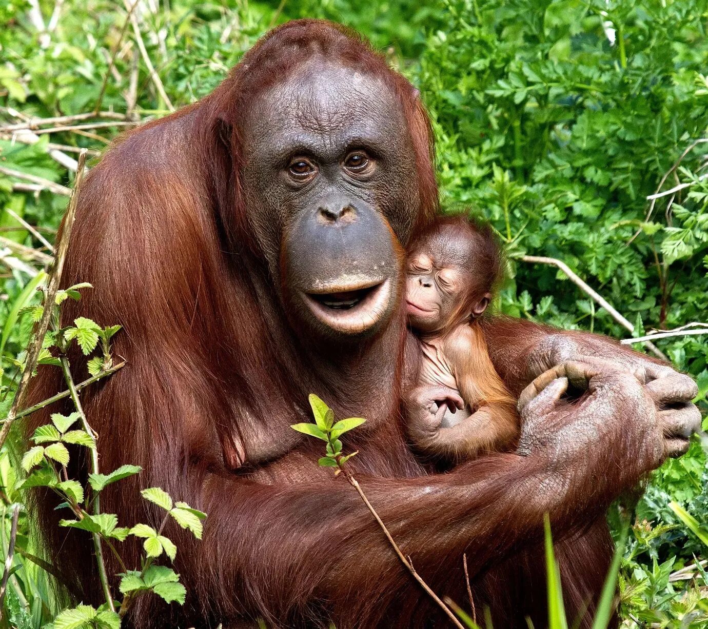 Орангутан и шимпанзе. Обезьяны орангутан детеныш. Обезьяны шимпанзе орангутаны. Человекообразные обезьяны орангутанг. Обезьяна орангутанг детёныш.