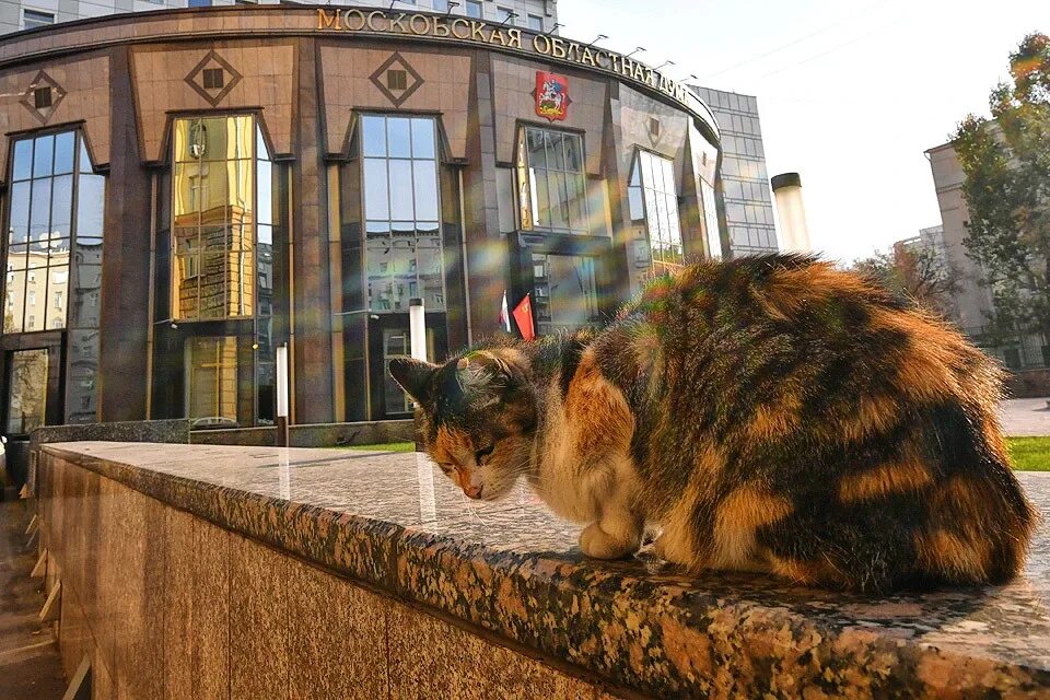 Кошкиспас спб. Кошкиспас.
