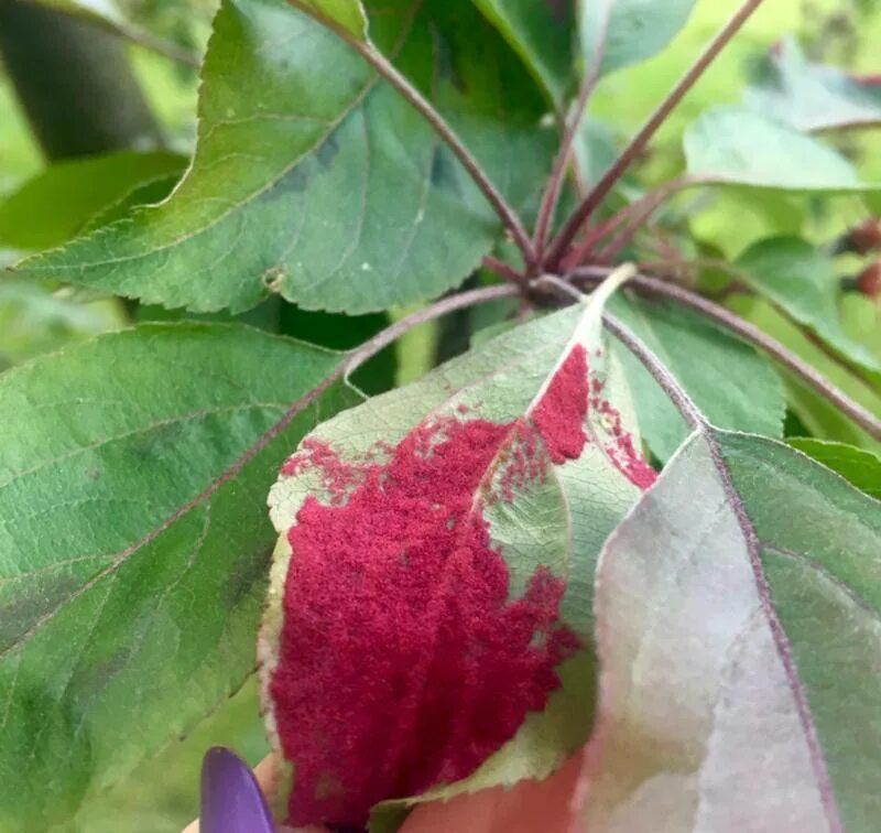 Краснеют края листьев. Пурпурная пятнистость роз. Пурпуровая пятнистость роз. Коралловая пятнистость клена. Красный бархатный налет на листьях яблони.