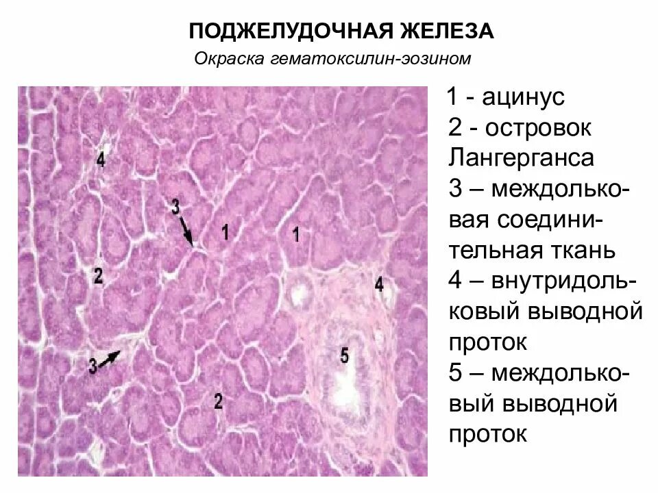 Нервная система гистология. Поджелудочная железа гистология препарат. поджелудочная железа человека гистология препарат. строение поджелудочной железы гистология. островки лангерганса гистология препарат.