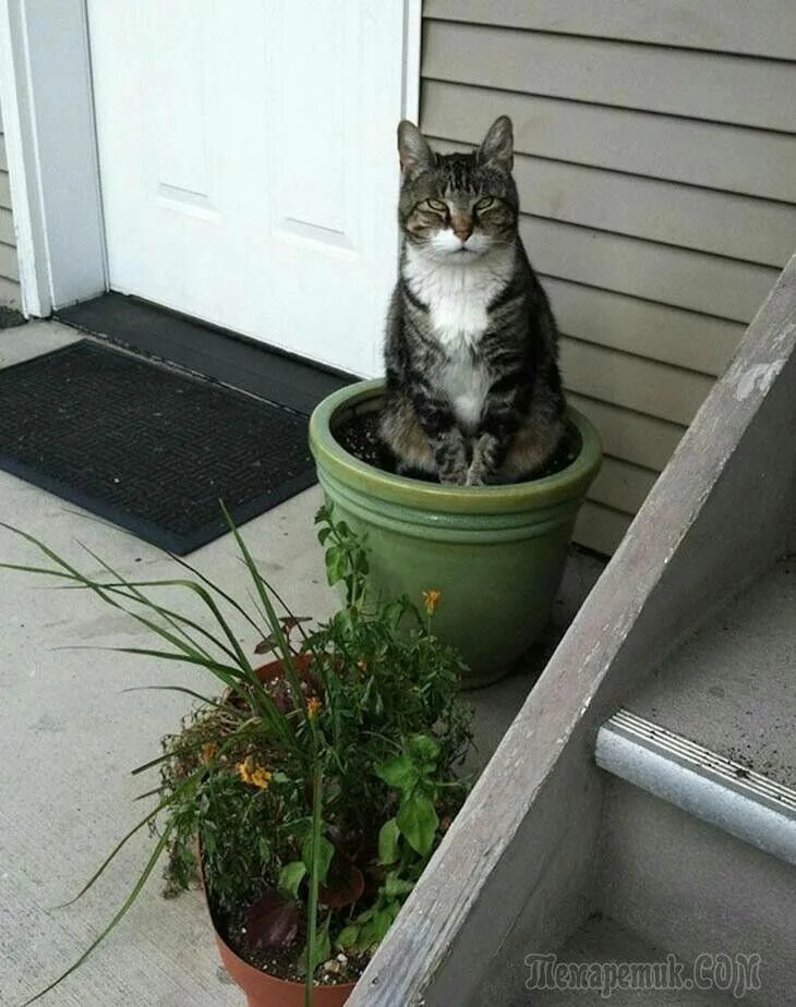 Cat plants. Коты в цветочных горшках. Котик в цветочном горшке. Горшок для кошек. Вазон кот.