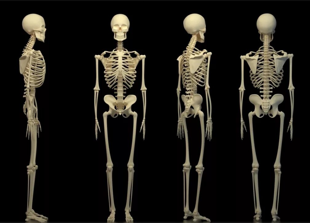 Скелет человека. Мужской скелет. Скелет человека в полный рост. Скелет мужчины анатомия.