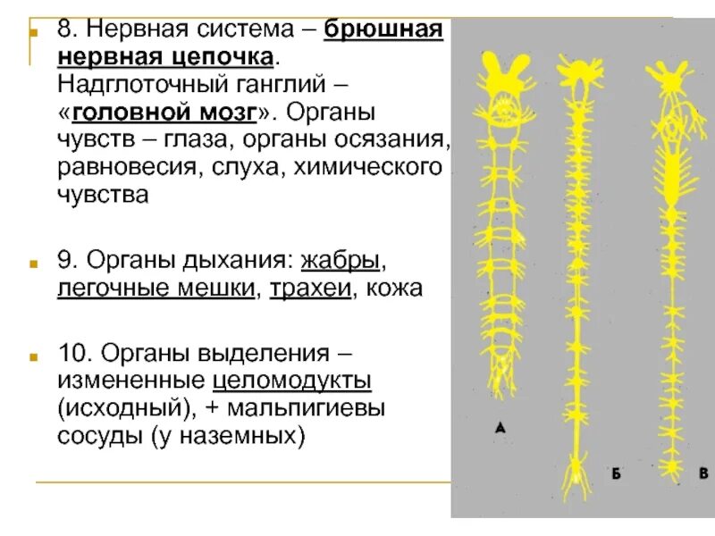 Головной ганглий и брюшная нервная цепочка. Нервная система членистоногих. Членистоногие вид нервной системы. ,H.IYFZ ythdyfz wtgjxrfнервная система.