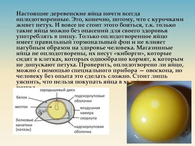 Как получить сильнейшее яйцо. Оплодотворенное куриное яйцо. Оплодотворенное яйцо курицы. Желток оплодотворённого яйца. Неоплодотворенные куриные яйца.