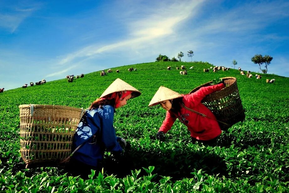 Культура и где растет. Вьетнам чайные плантации. Плантации чая во Вьетнаме. Чай Вьетнам плантации Вьетнам.