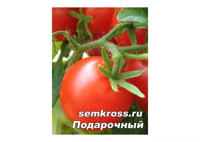 томаты подарок женщине описание сорта фото. томат подарок женщине f1. томаты подарок женщине описание сорта фото. томат седек подарок женщине. томат подарочный.