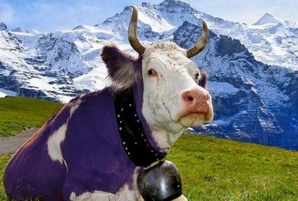 Коровка реклама. Альпийская корова Милка. Альпы корова Милка. Коровы в Швейцарии Милка. Milka фиолетовая корова.