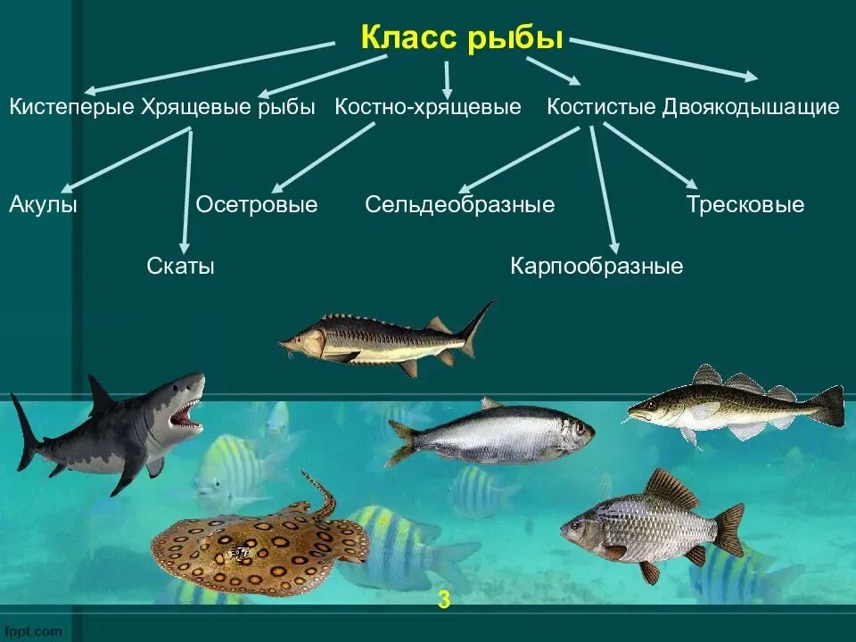 Видеоурок классы рыб