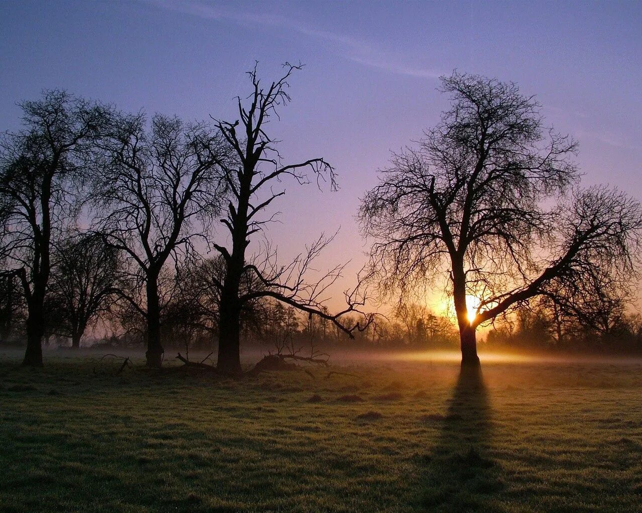 Morning shine. Мрачный рассвет. Деревья туман солнце. Дерево туман рассвет. Дерево на рассвете.
