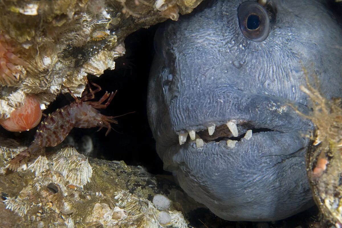 Scotoplanes globosa. Самого страшного животного на земле. Глубоководная акула гоблин. Зубатка синяя атлантическая. Необычные животные.