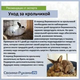 Когда можно покрыть крольчиху