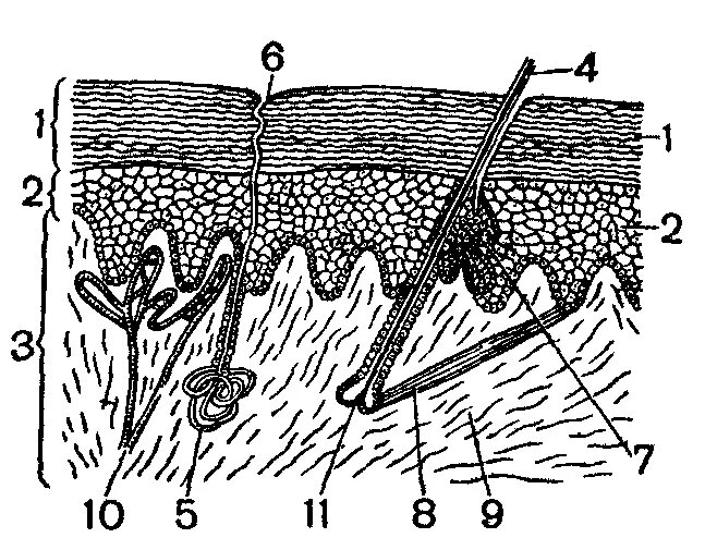 Кожный Покров млекопитающих. Строение кожного Покрова млекопитающих. Кожный Покров млекопитающих рисунок. Строение кожи млекопитающего рис 186. Каково строение кожи млекопитающих