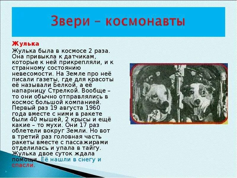 Жулька в космосе. План Жулька и кот. Характеристика Жульки. Сочинение про Жульку.