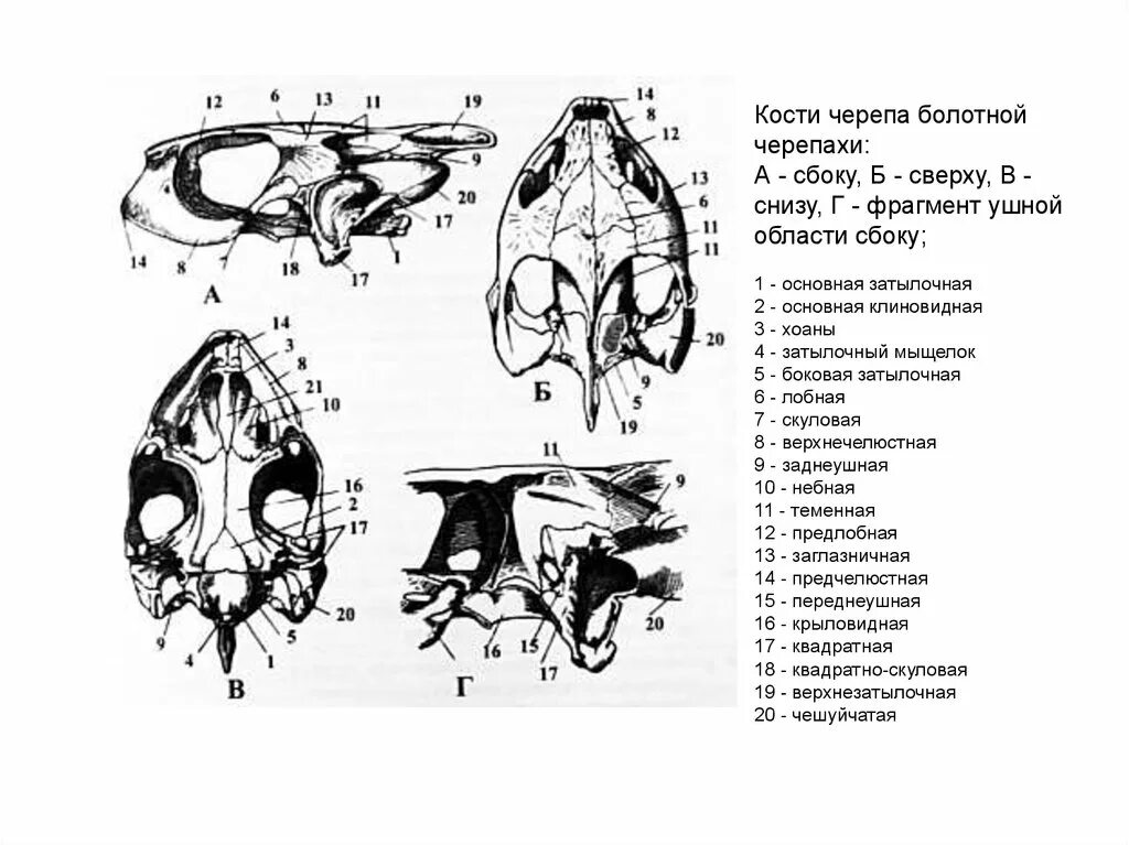 Строение черепа крысы (вид сверху и сбоку).. Строение черепа сверху снизу сбоку крысы. Строение черепа агамы. Череп черепахи строение. Сравните череп ящерицы и череп собаки