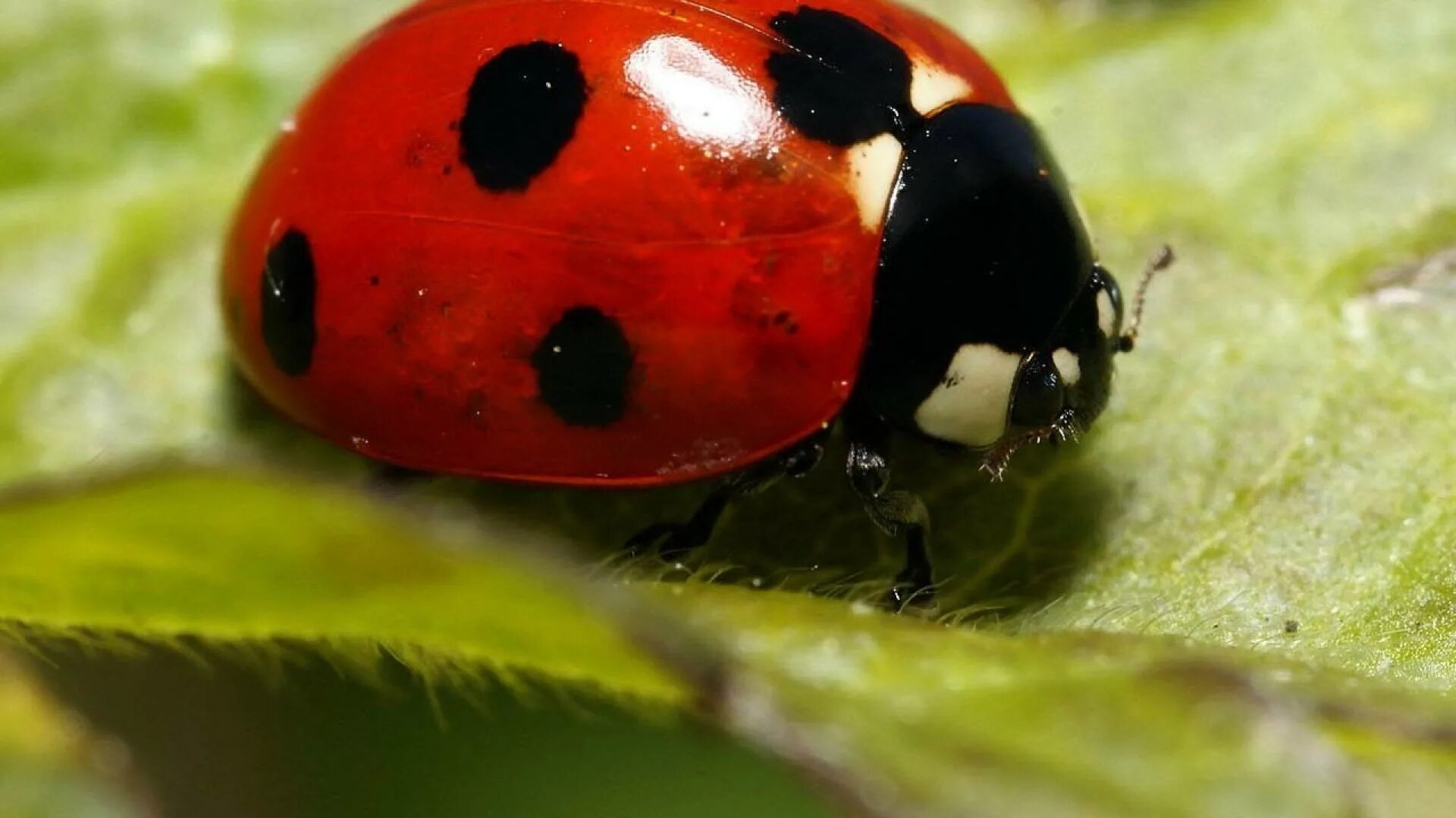 Включи божья коровка. Божьи коровки. Божья коровка насекомое. Ladybird Божья коровка. Обои коровка.