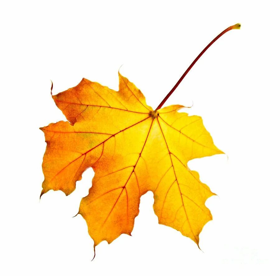 Картинки осенних листьев. Осенние листья. Осенние листочки. Кленовый лист. Осенние листья картинки для детей.