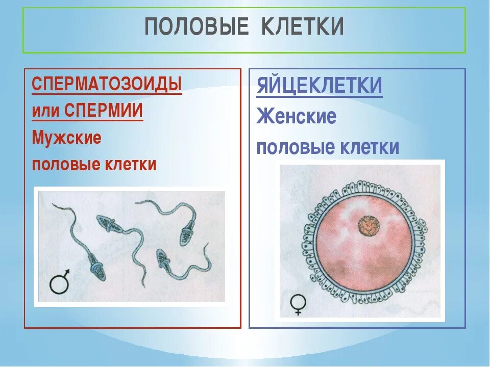 Половые клетки. Половые клетки яйцеклетка. Типы половых клеток. Половые клетки животных. Название женской половой клетки