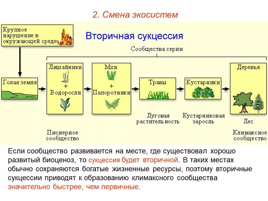 Цепочка первичной сукцессии. Этапы первичной сукцессии примеры. Этапы биологической сукцессии. Смена экосистем.