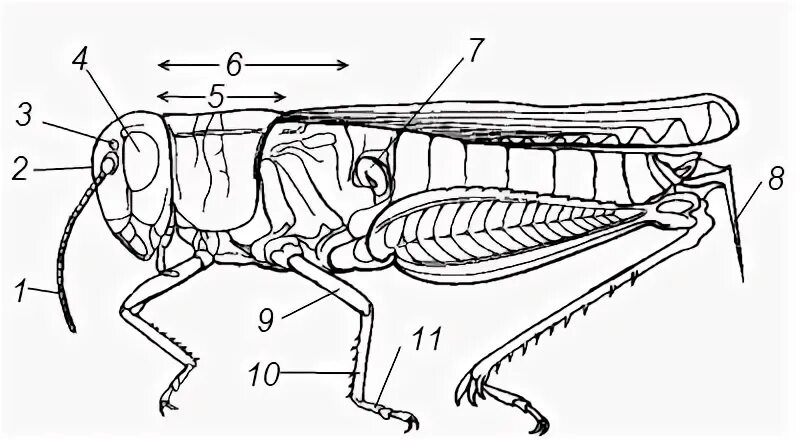 Прямокрылые анатомия. Прямокрылые Саранча строение. Внешнее строение саранчи. Внутреннее строение кузнечика.