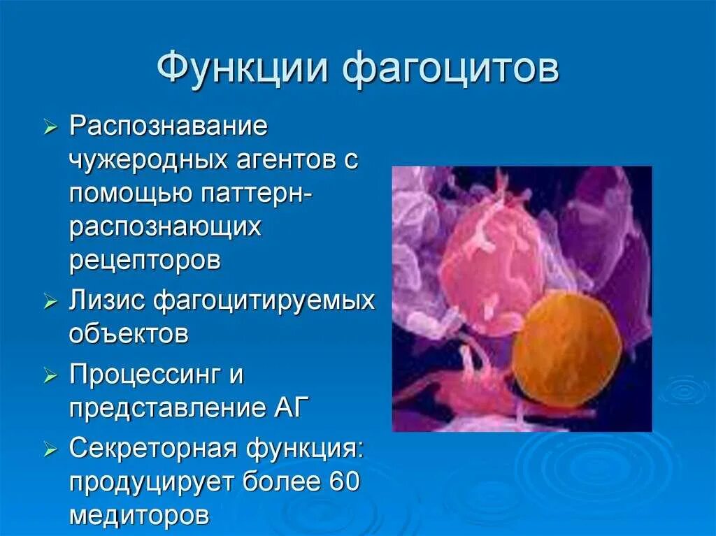 Какая ткань выполняет защитную и секреторную функцию