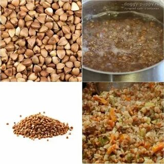 Какую кашу можно варить щенкам