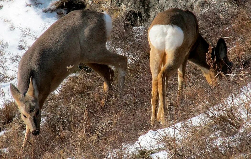 Похож на лося. Сибирская косуля capreolus pygargus. Косуля Сибирская (capreolus pygargus Pall.). Сибирская косуля хвост. Тигирекский заповедник Марал.