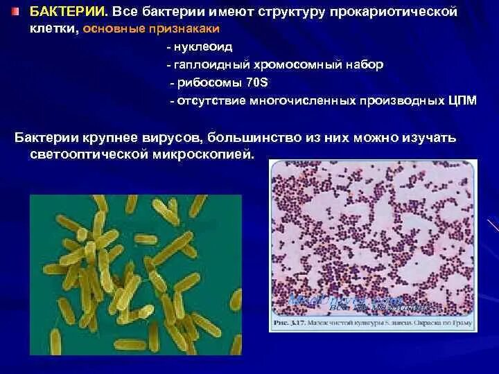 Какие функции выполняют бактерии в организме человека. Бактерии имеют. Микроорганизмы не имеющие клеточного строения. Нуклеоид бактерий микробиология бактерии. Микроорганизмы не имеющие клеточной структуры.