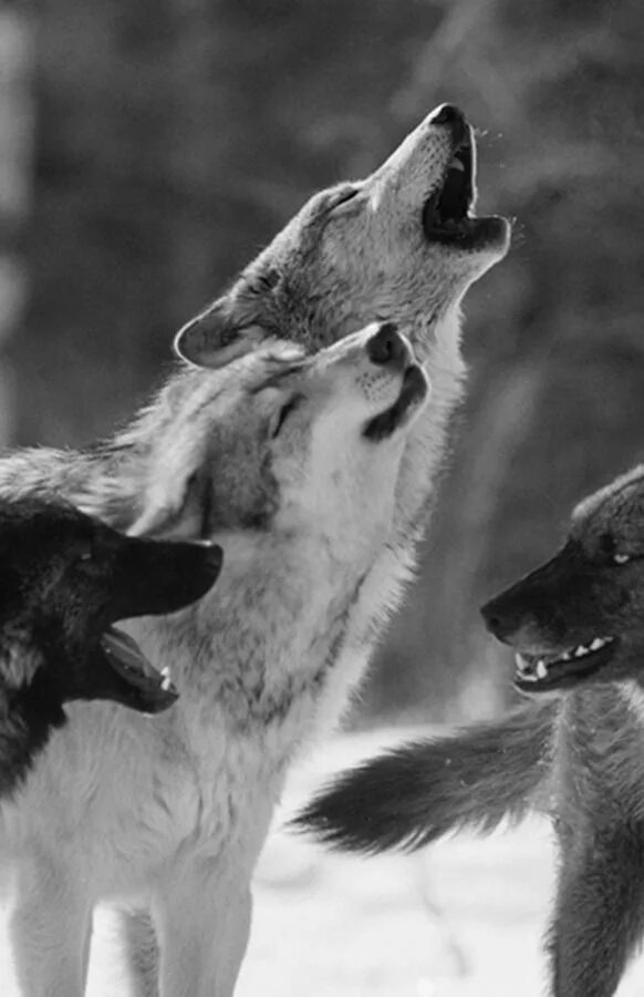 Фагон звук волка. Wolf sounds. Буква в волк. Как звучит волк. Громкие звуки волка.