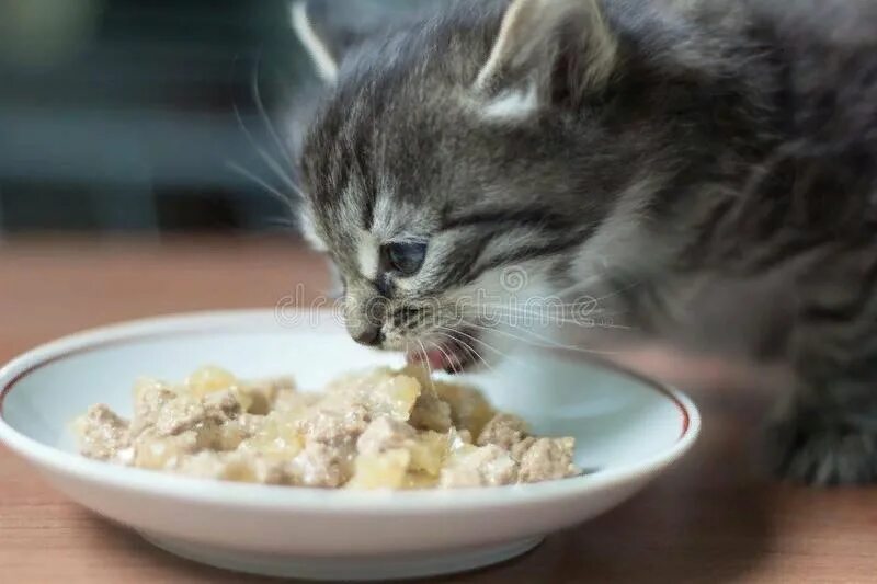 Коты едят кашу. Кошки едят кашу. Маленький котёнок кушает. Кот завтракает. Кот в каше.