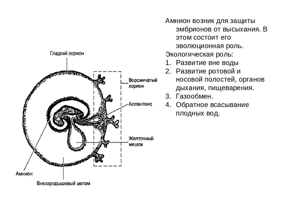 Оболочки зародыша хорион и амнион. Строение зародыша хорион амнион. Амнион хорион аллантоис у человека. Хорион амнион аллантоис функции. Появление амниона и других зародышевых оболочек