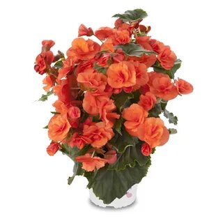 Бегония orange