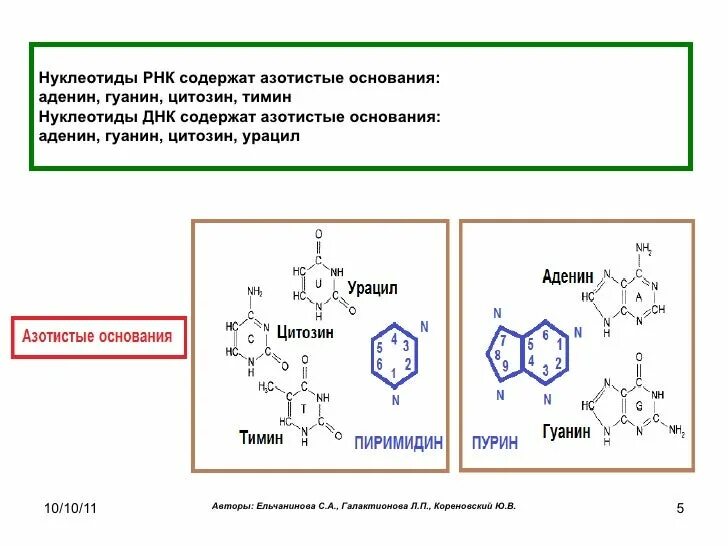 Нуклеоиды рнк. Нуклеотиды ДНК содержат азотистые. Нуклеотиды РНК содержат азотистые. Нуклеотид РНК схема. Нуклеотиды РНК урацил Тимин цитозин гуанин аденин.