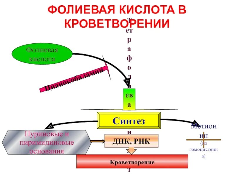 Синтез фолиевой кислоты схема. Механизм действия фолиевой кислоты фармакология. Механизм действия антагонистов фолиевой кислоты схема. Механизм действия фолиевой кислоты.