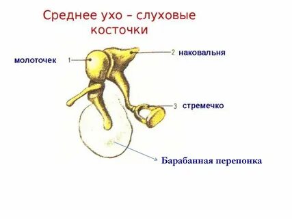 Слуховые косточки