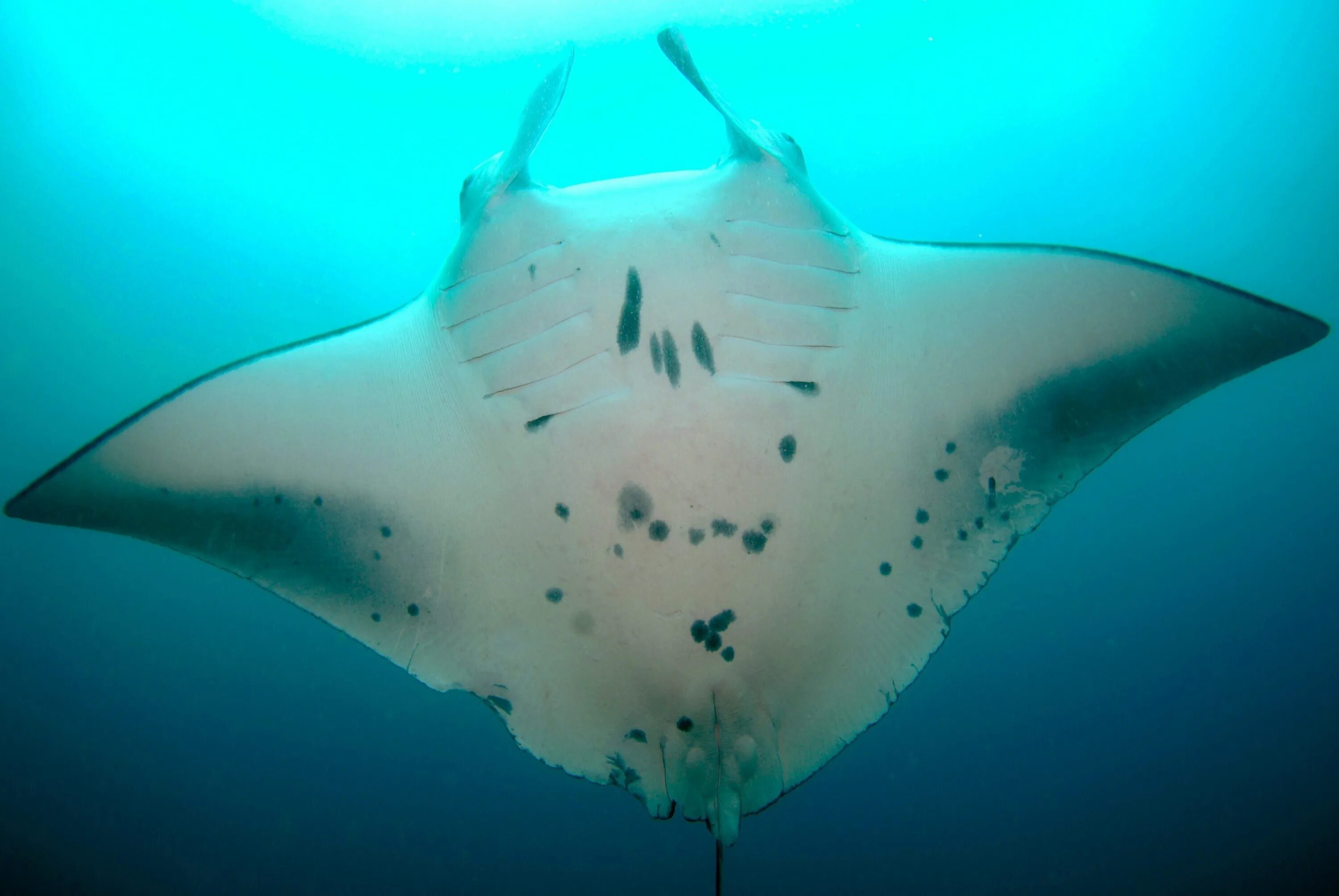 Manta ray скат. Скат гигантский морской дьявол. Манты род. Манты род. Рифовый скат манта.