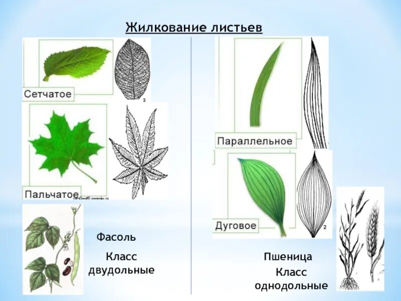 Жилкование покрытосеменных. Тип жилкования листа осины. Сетчатое жилкование листьев характерно для. Пальчато сетчатое жилкование листовой пластинки. Дуговое жилкование листовой пластинки у.