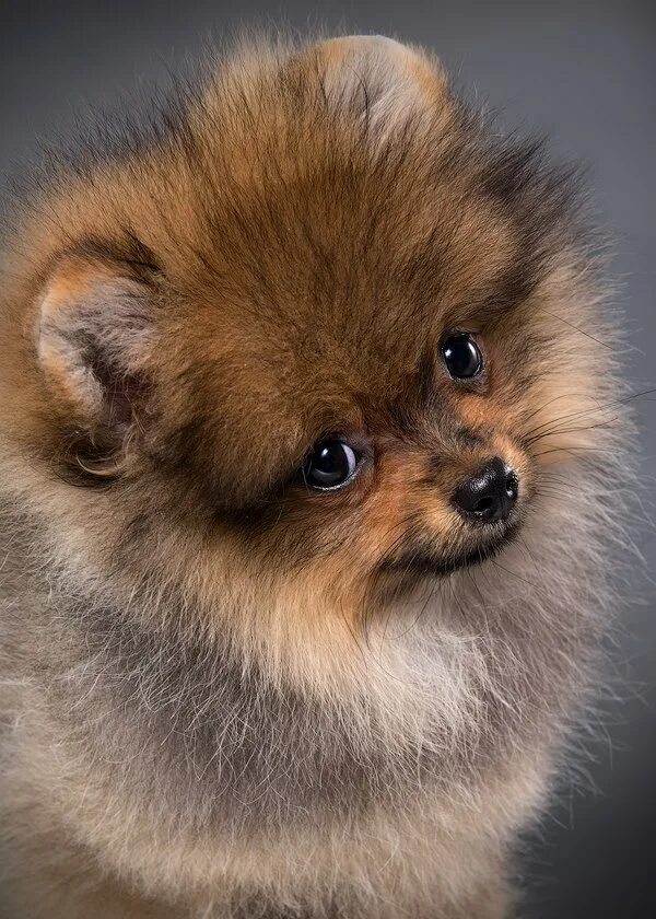 памеранцы фото. цверг шпиц померанец. шпиц 1 год. рене шпиц. шпиц 1 год.