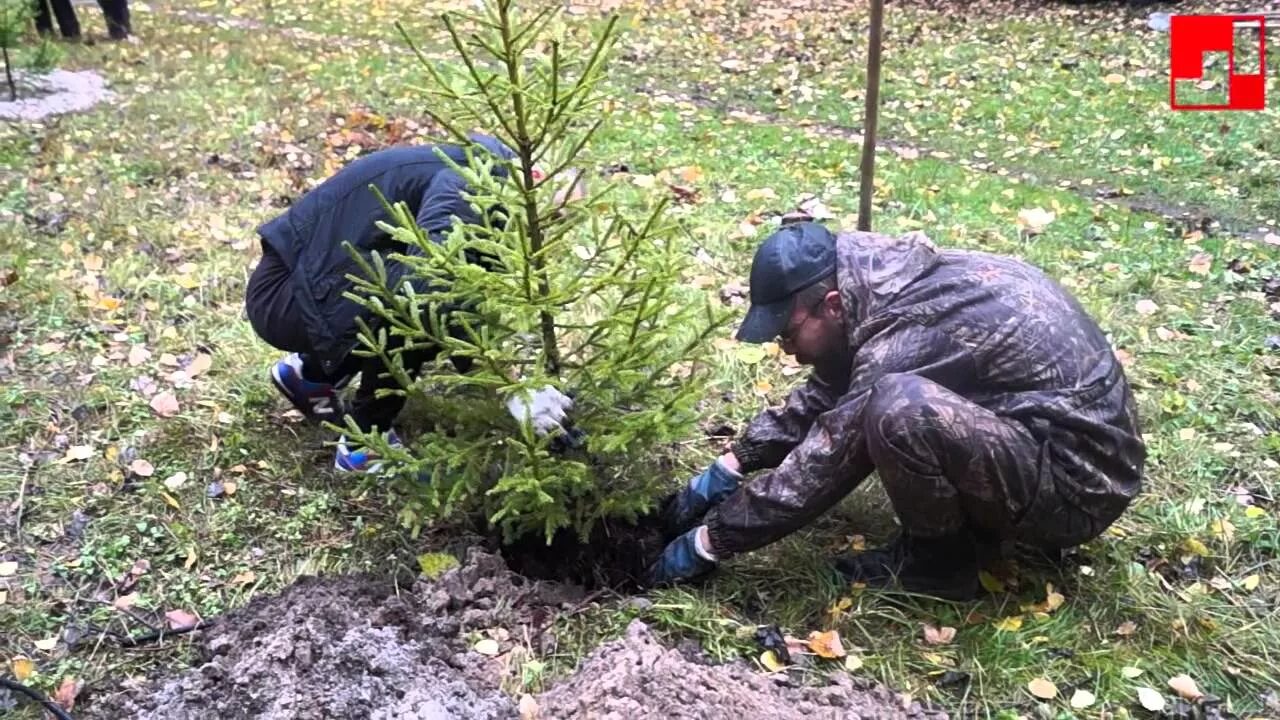 Как посадить ель. Высадка елей. Саженцы ели. Посадка елей на участке. Сажаем елки.