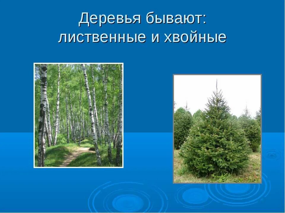 Лиственные растения 2 класс. Растения лиственные без. Лиственные растения 2 класс. Лиственные и хвойные деревья. Лиственные растения 2 класс.