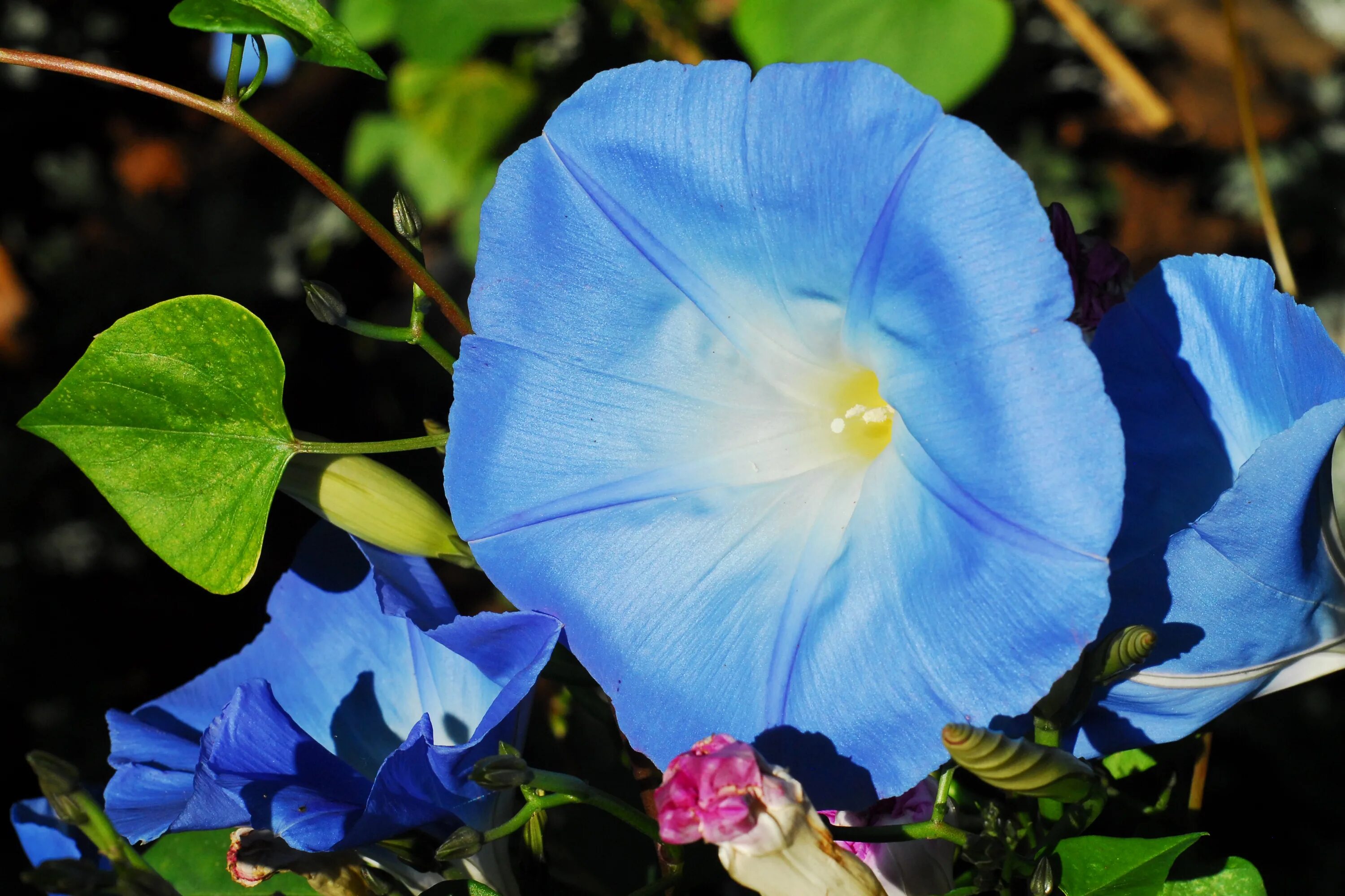 Ипомея трехцветная фото почему нельзя. Heavenly Blue ипомея. Ипомея трехцветная Ipomoea Tricolor. Ипомея morning Glory. Ипомея Монинг Глори.