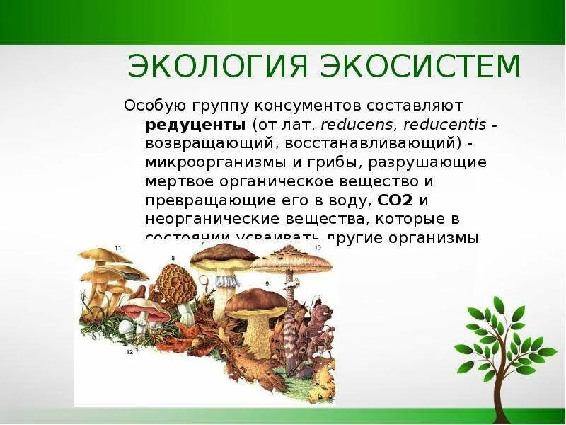 Гриб какой консумент. Экосистема это в экологии. Экология грибов. Грибы в экосистеме. Биогеоценоз это в экологии.