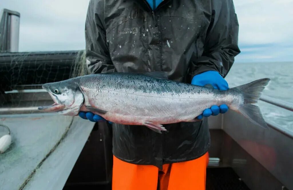 Sockeye Salmon Sockeye, Cool fish, Sockeye salmon