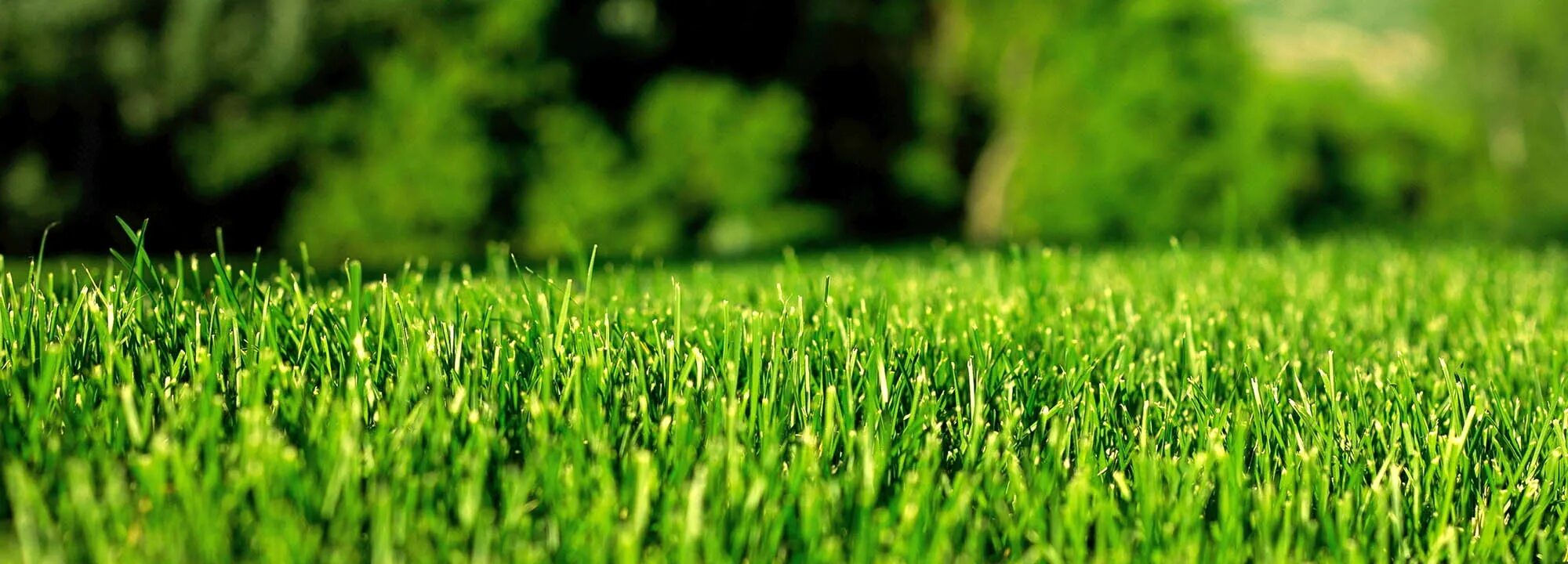 Грин гибрид. Посевной газон. Гибридный газон. Гибридная трава с газоном. Обои зелень.