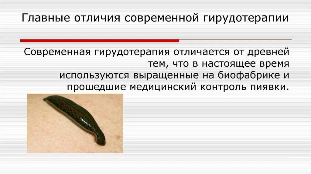 Содержание пиявок. Содержание пиявок