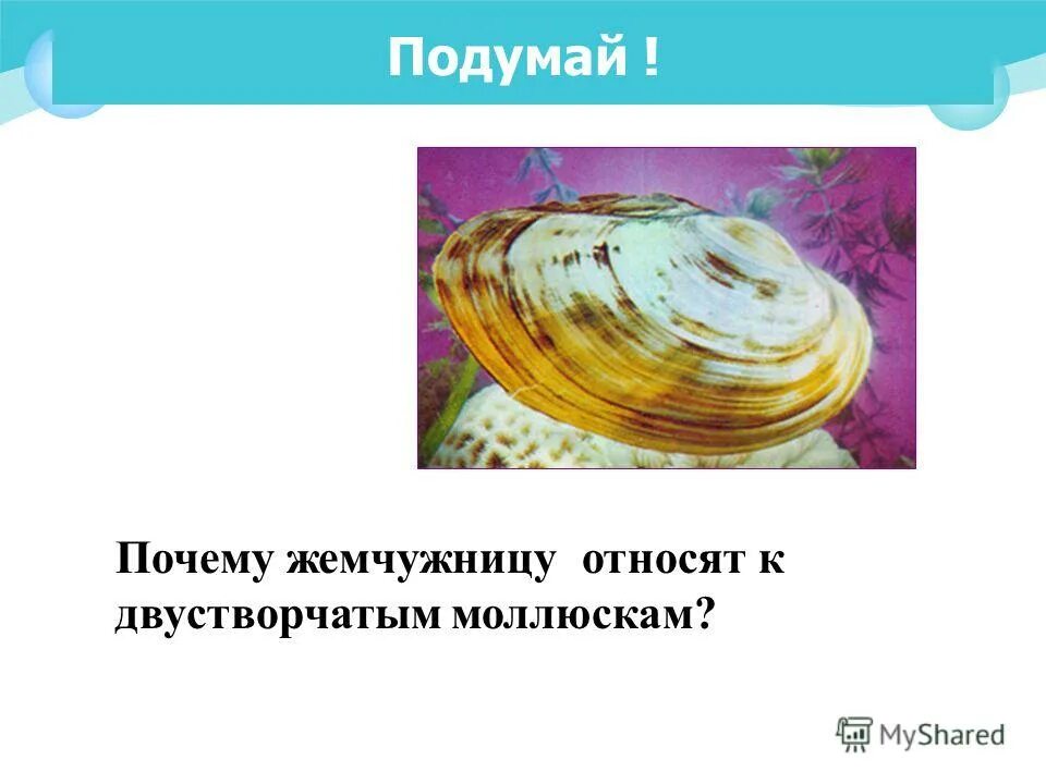 беззубка наружный скелет из хитина. жемчужница имеет наружный скелет из хитина. картинки моллюсков с названиями. членистоногие наружный скелет из хитина. наружный хитиновый скелет.