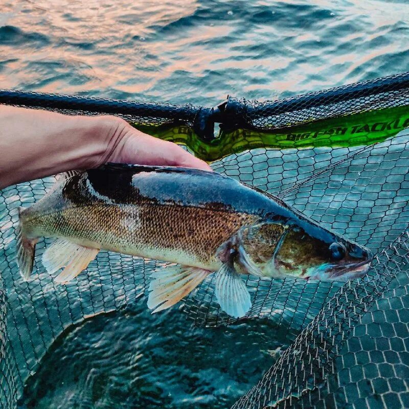 ахтубаза дом жерех. судак фото начала 20 века. обыкновенный судак гигант. судак на спиннинг. я люблю судак фото.