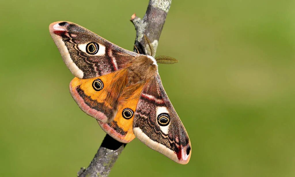 Бабочка Saturnia Pavonia. Павлиноглазка малая Saturnia Pavonia. Бабочка Сатурния Павлиноглазка. Бабочка Павлиноглазка (Emperor Moth). Чем питается бабочка павлиноглазка